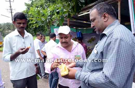 Jackfruit 